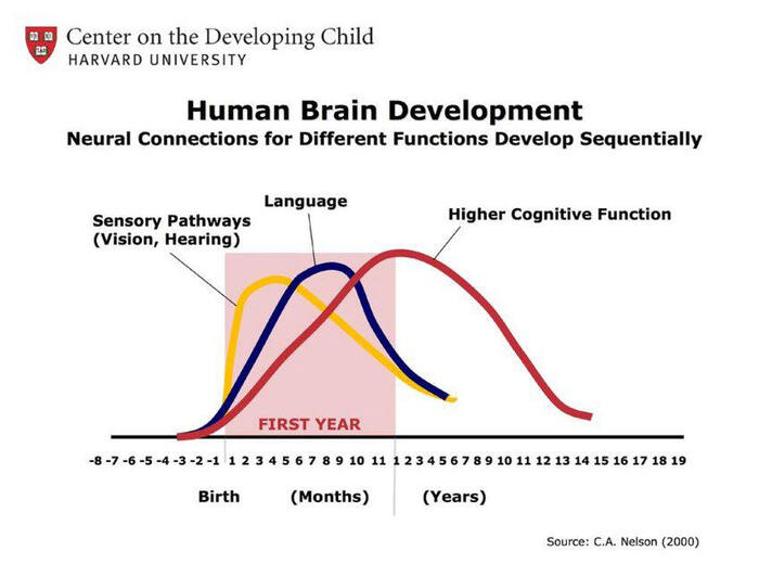 Gráfico Harvard desenvolvimento cerebral
